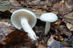 Hygrophorus eburneus  (4)_LR